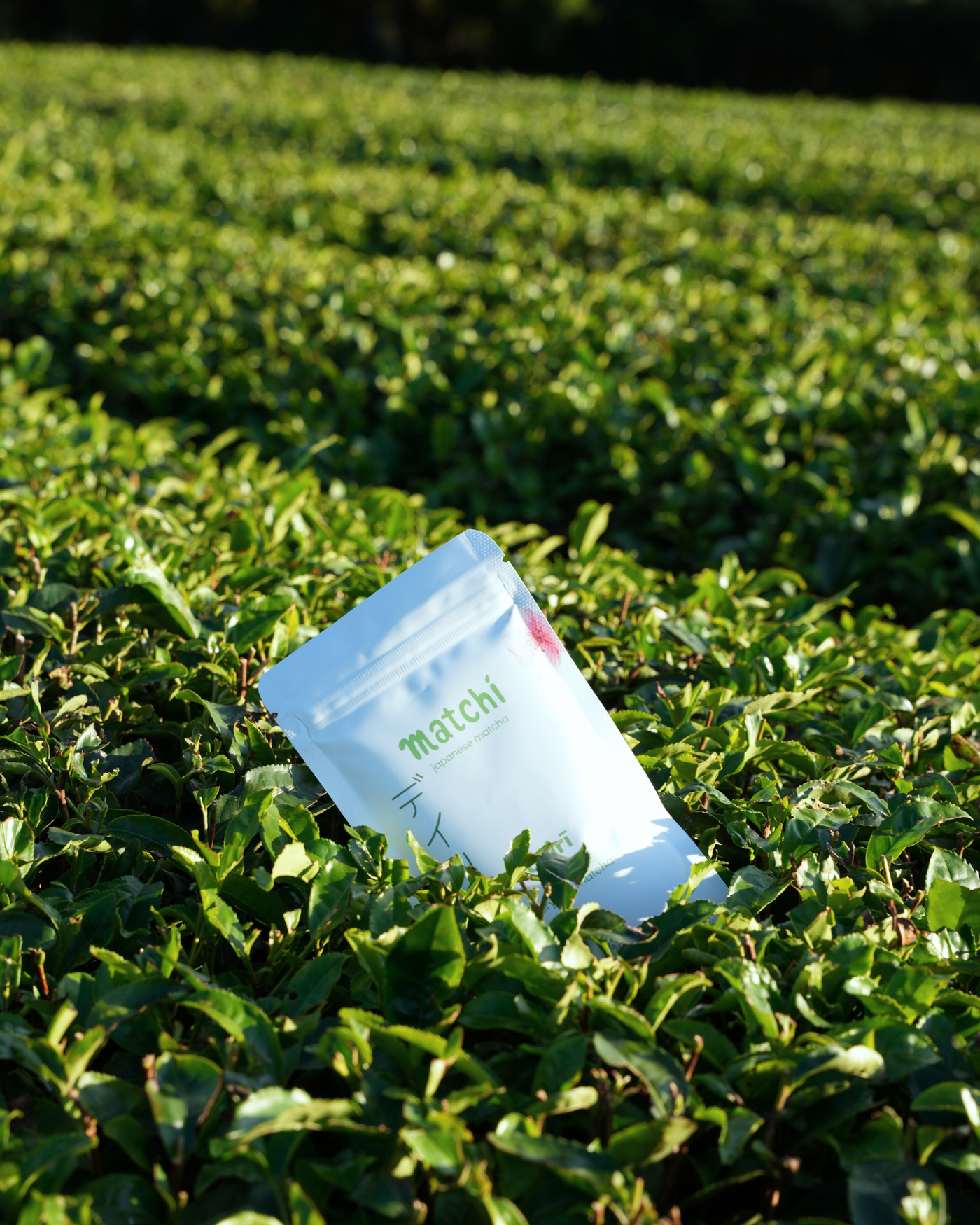 Japońska plantacja matcha