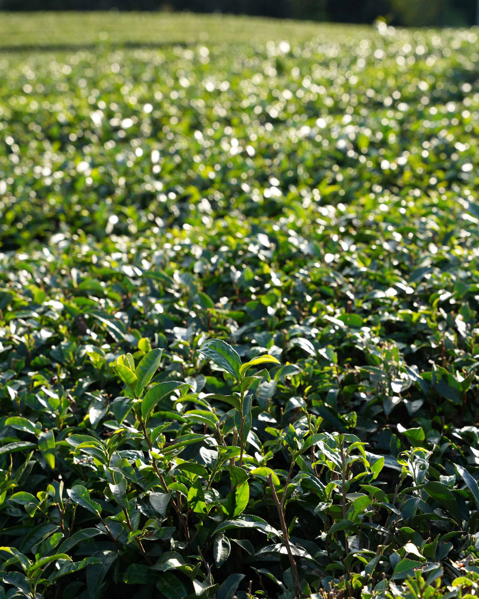 Plantacja zielonej herbaty
